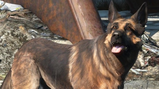 Xbox y Bethesda donan 10.000 dólares en honor de Albóndiga, el perrito que nos acompaña en Fallout 4